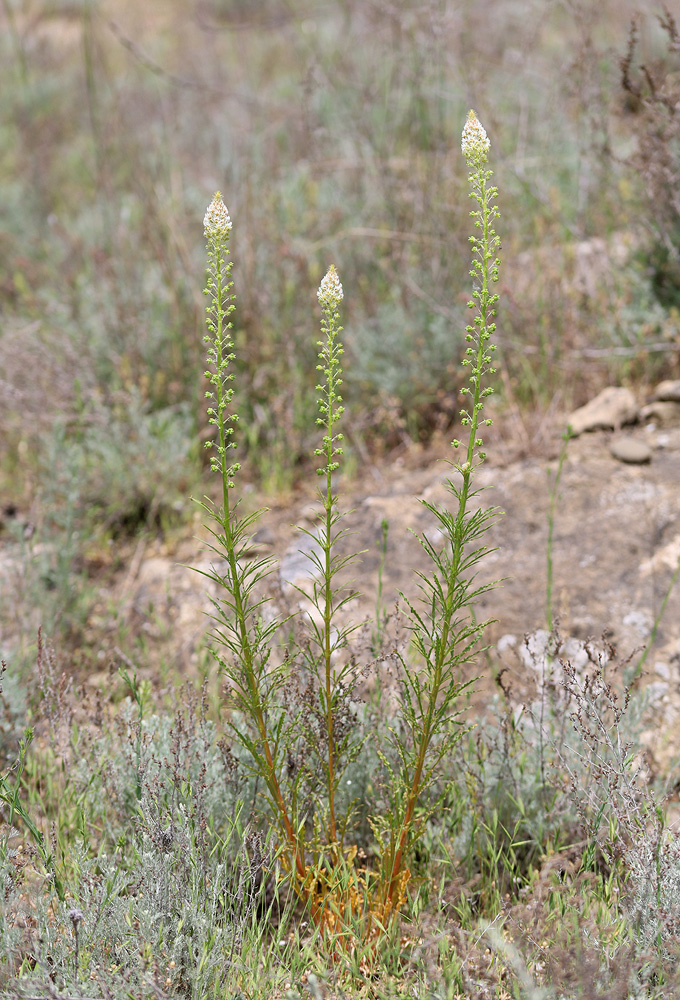 Image of Reseda globulosa specimen.