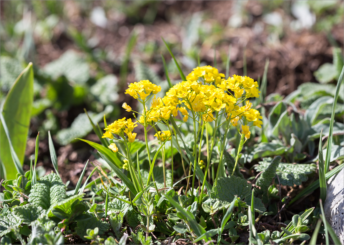 Image of Draba hispida specimen.