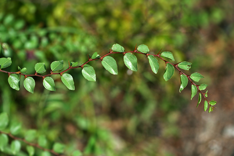 Image of Paliurus spina-christi specimen.