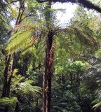 familia Cyatheaceae. Взрослое растение. Новая Зеландия, Северный остров, р-н Нортленд, национальный парк \"Waipoua\". 18.12.2013.