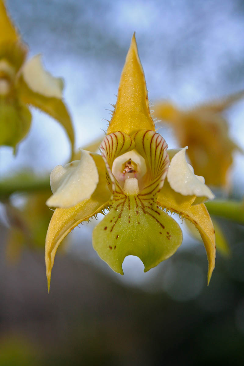 Изображение особи Dendrobium macrophyllum.