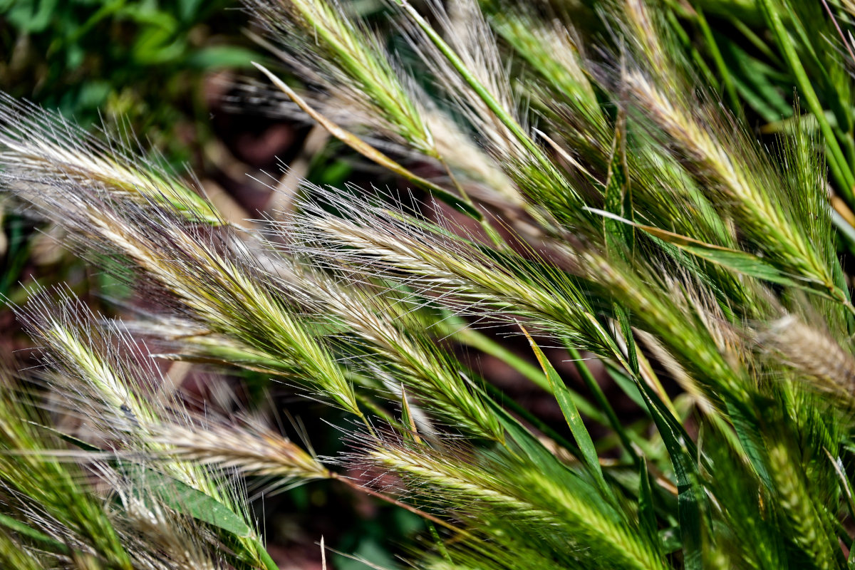 Изображение особи Hordeum murinum.