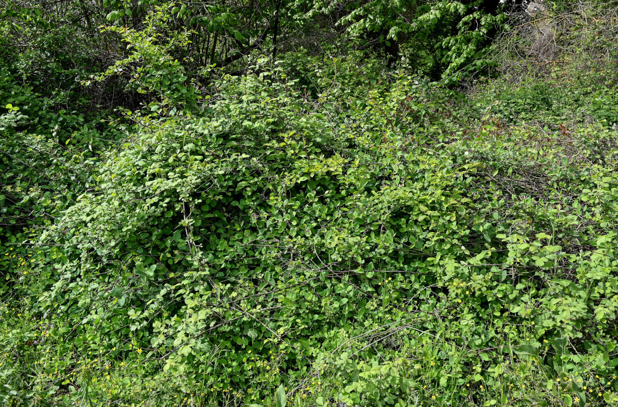 Image of Lonicera caprifolium specimen.