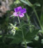 Geranium sylvaticum