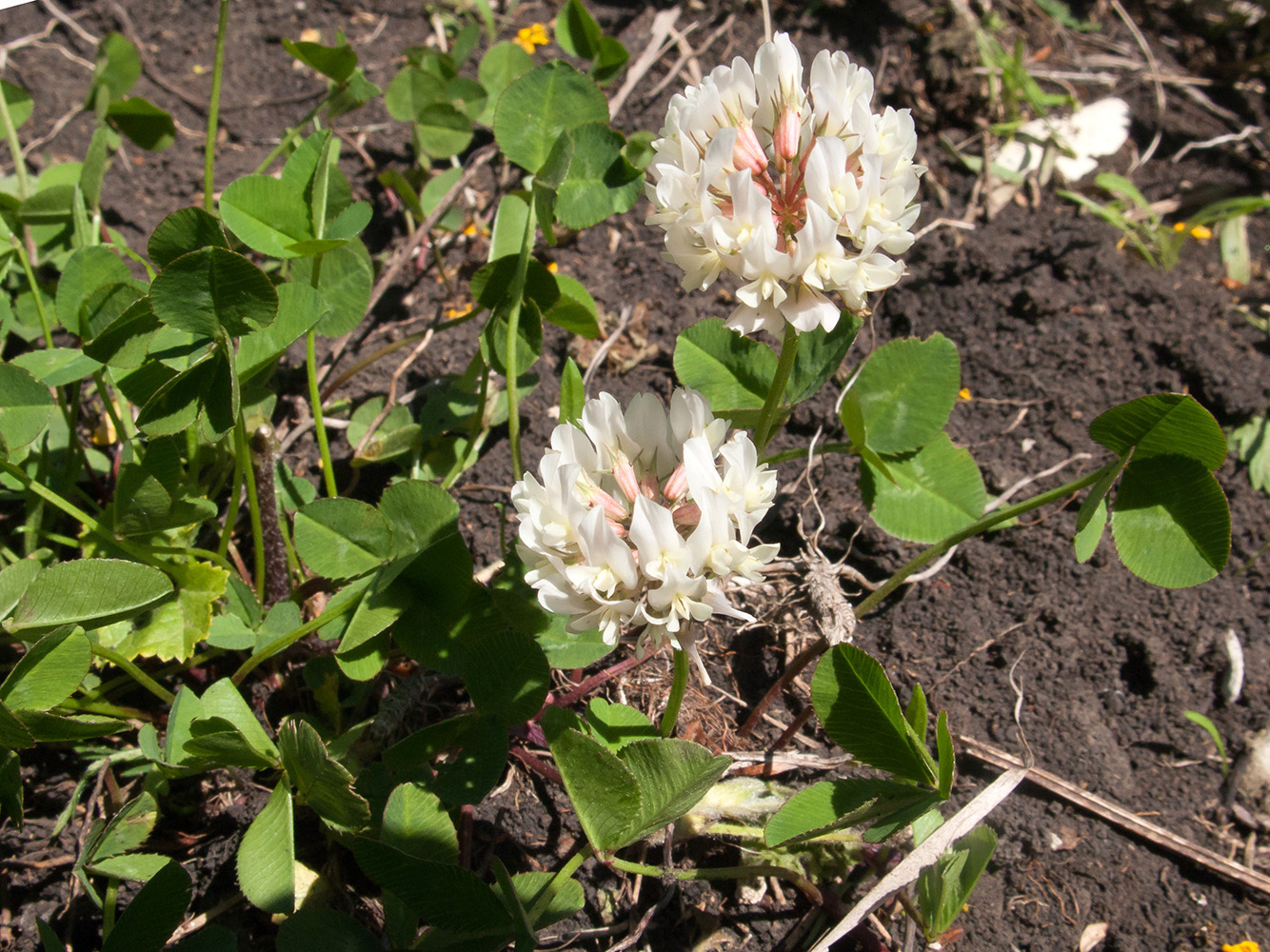 Изображение особи Trifolium repens.