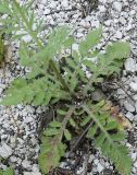 Scabiosa praemontana