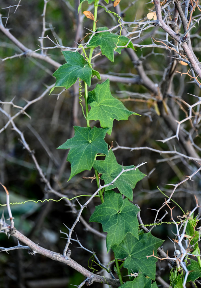 Изображение особи Bryonia dioica.