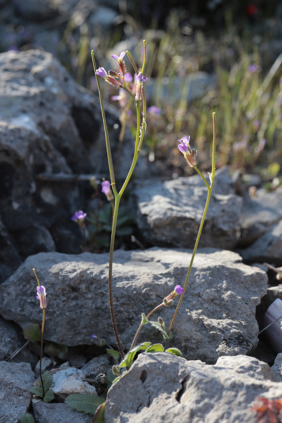 Изображение особи Arabis verna.