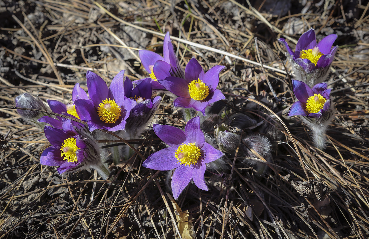 Изображение особи Pulsatilla patens.