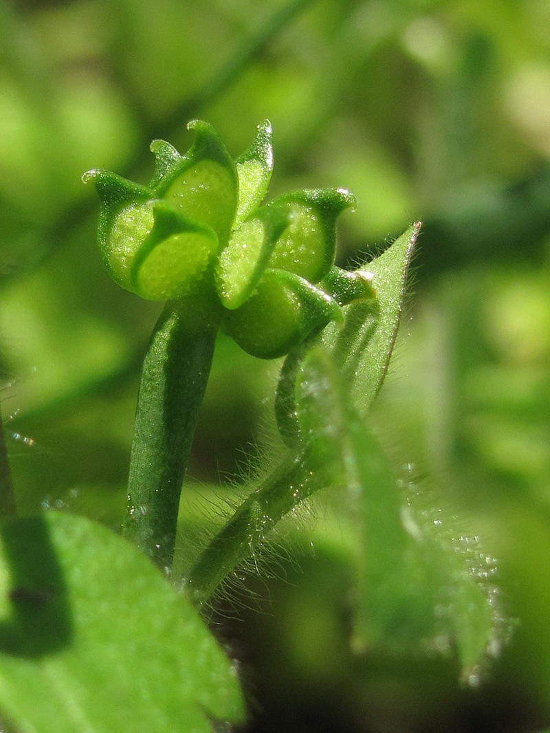 Image of Ranunculus chius specimen.