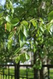 Betula pendula. Ветвь с незрелыми соплодиями (зелёные) и отцветающими мужскими соцветиями (желтовато-бурые). Санкт-Петербург, Кировский р-н, внутриквартальное озеленение. 20.05.2023.