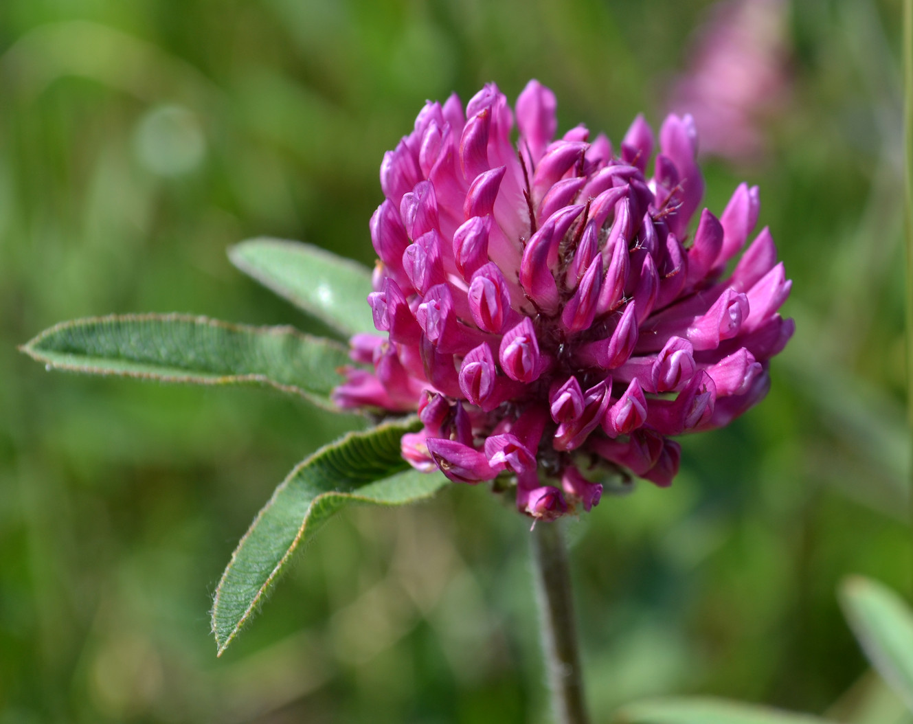 Изображение особи Trifolium alpestre.