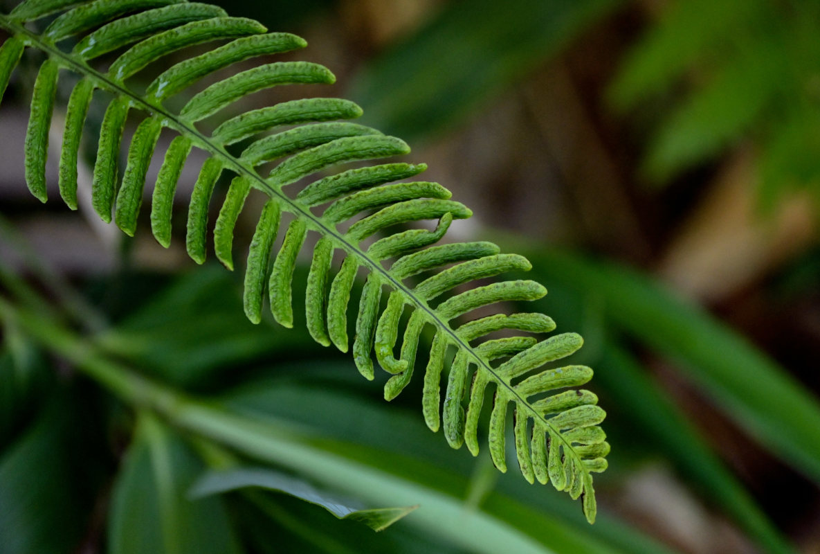 Image of Blechnum nipponicum specimen.