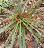 genus Yucca