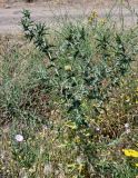 Carthamus lanatus. Цветущее растение в сообществе с Achillea, Convolvulus, Poaceae. Армения, обл. Арагацотн, окр. с. Агарак, ≈ 1000 м н.у.м., у дороги. 20.06.2022.