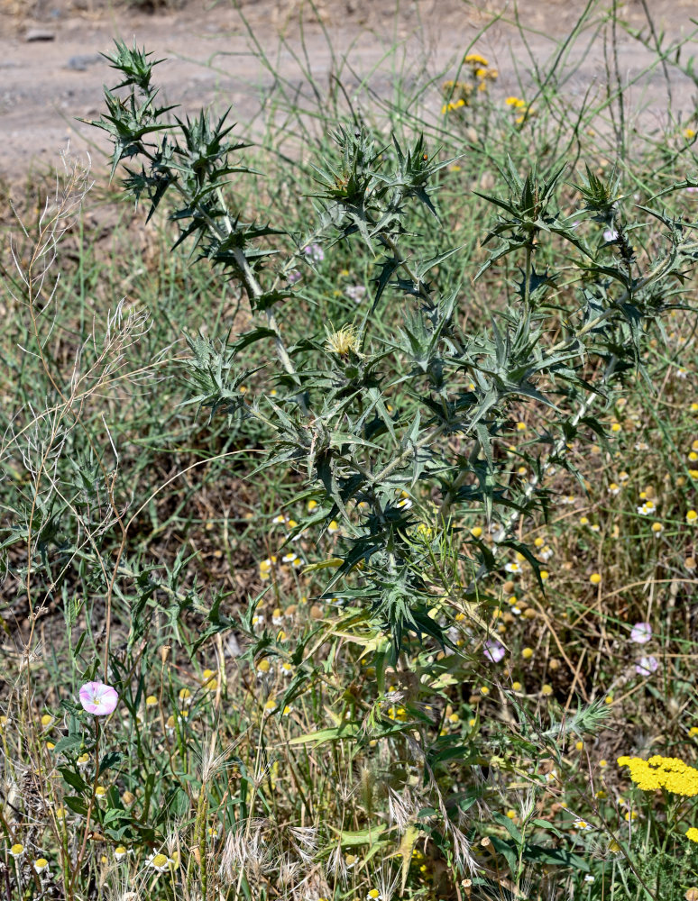 Изображение особи Carthamus lanatus.