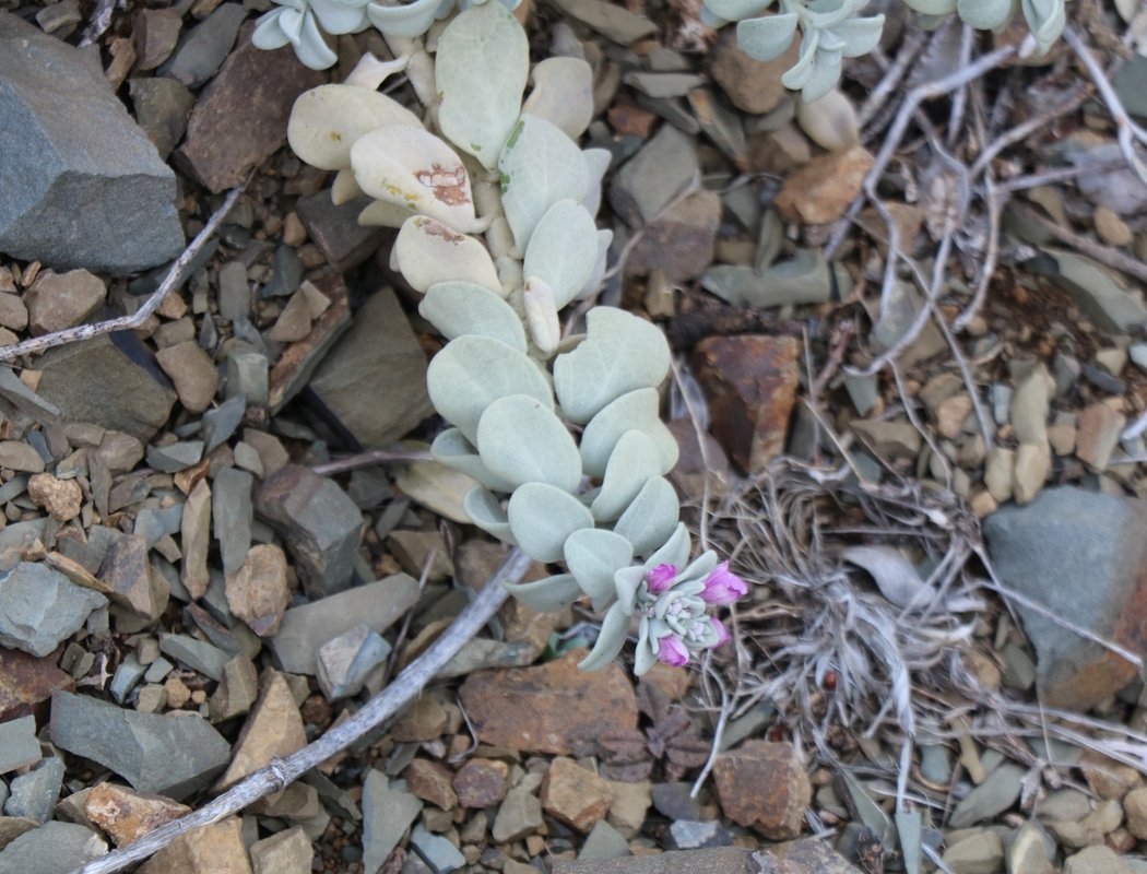 Изображение особи Stachys stschegleewii.