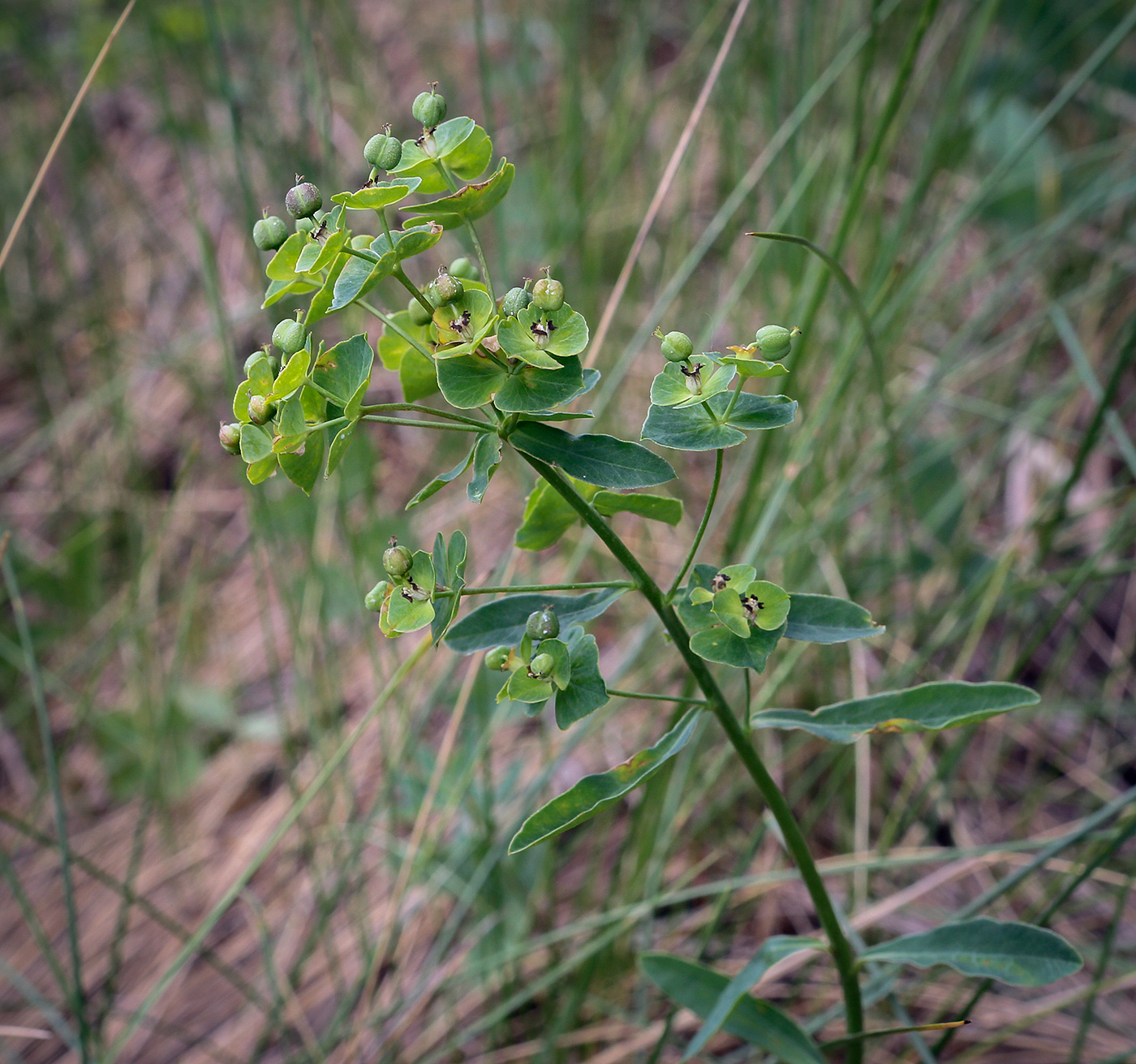 Image of Euphorbia korshinskyi specimen.