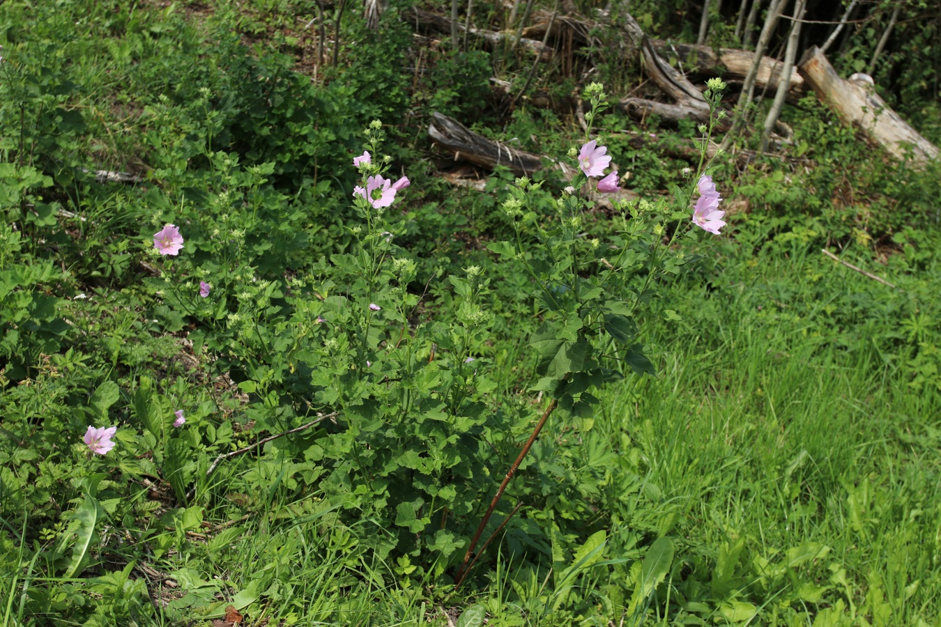 Image of Malva thuringiaca specimen.