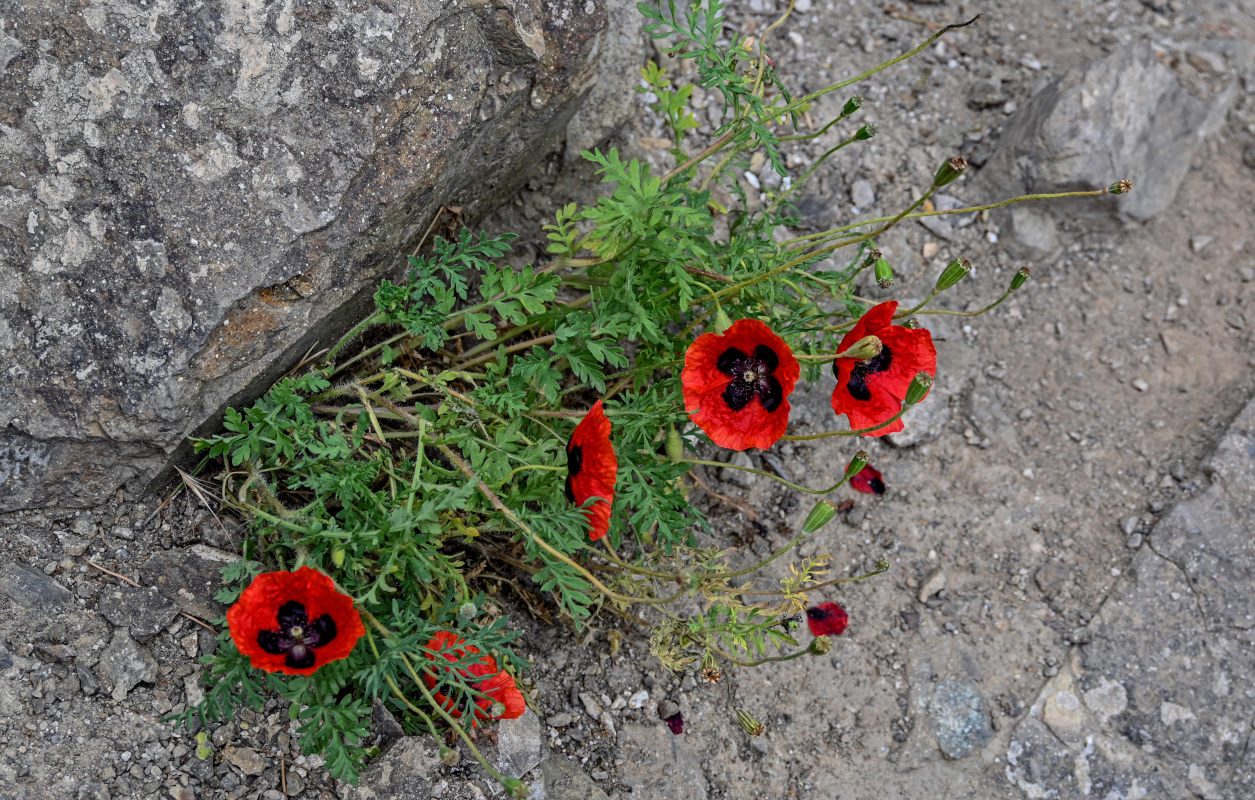 Image of genus Papaver specimen.