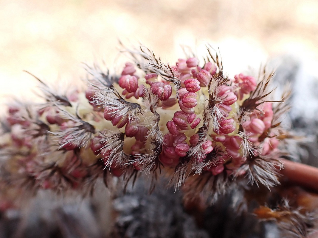 Image of Populus davidiana specimen.