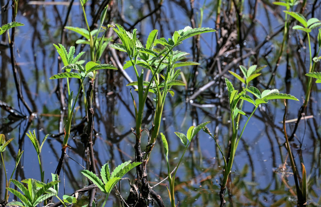 Image of Comarum palustre specimen.