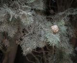 Cupressus sempervirens. Верхушка веточки с шишкой в пыли. Абхазия, Гагрский р-н, с. Лдзаа, озеленение. 13.04.2024.