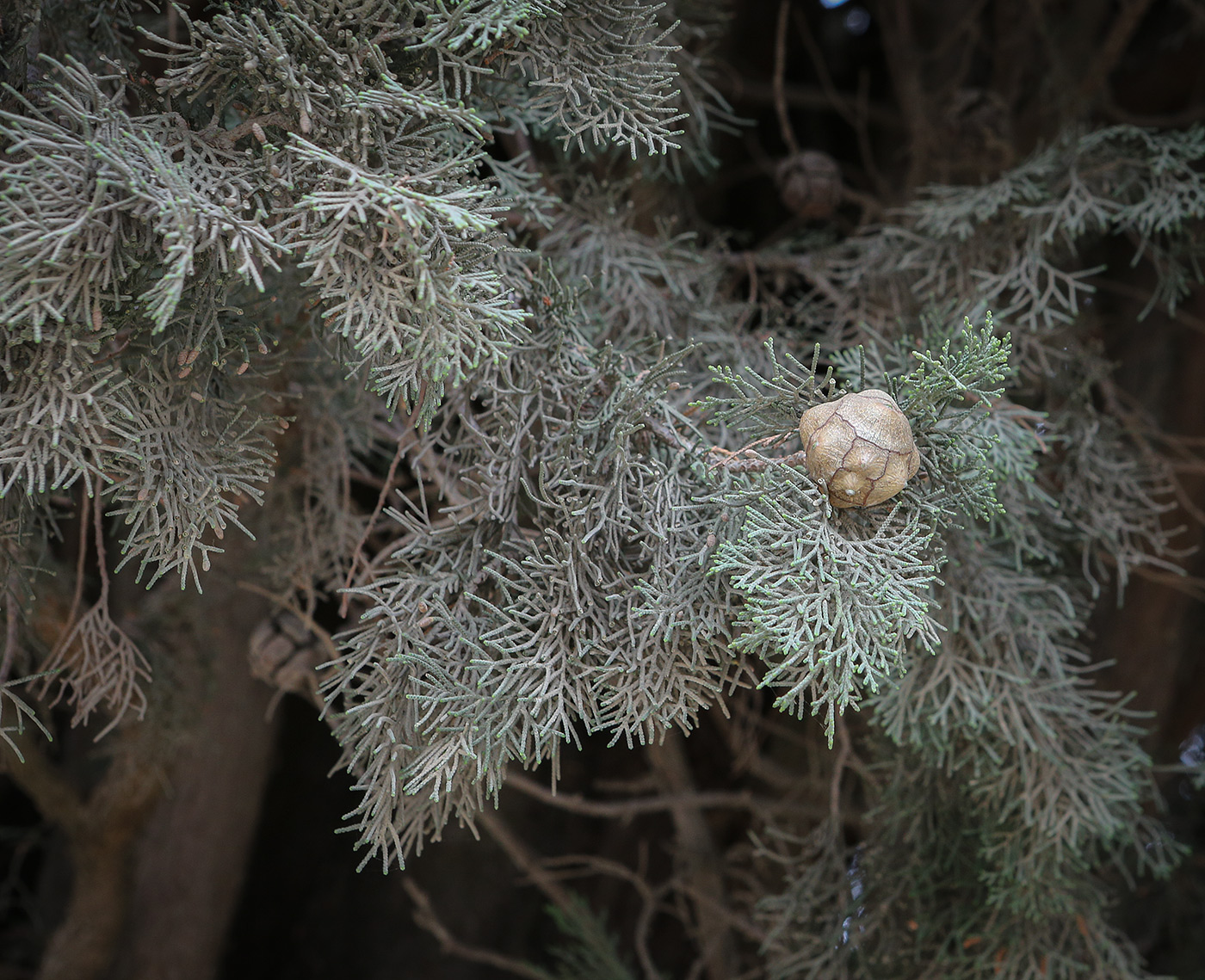 Image of Cupressus sempervirens specimen.