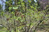 Ribes latifolium. Верхушка цветущего растения. Приморский край, Уссурийский ГО, Горнотаёжный дендрарий ДВО РАН. 04.05.2024.