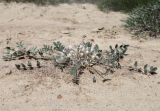 Astragalus scabrisetus