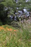 Eragrostis virescens. Соцветие. Крым, Южный берег, Никитский Ботанический Сад, газон. 04.07.2024.