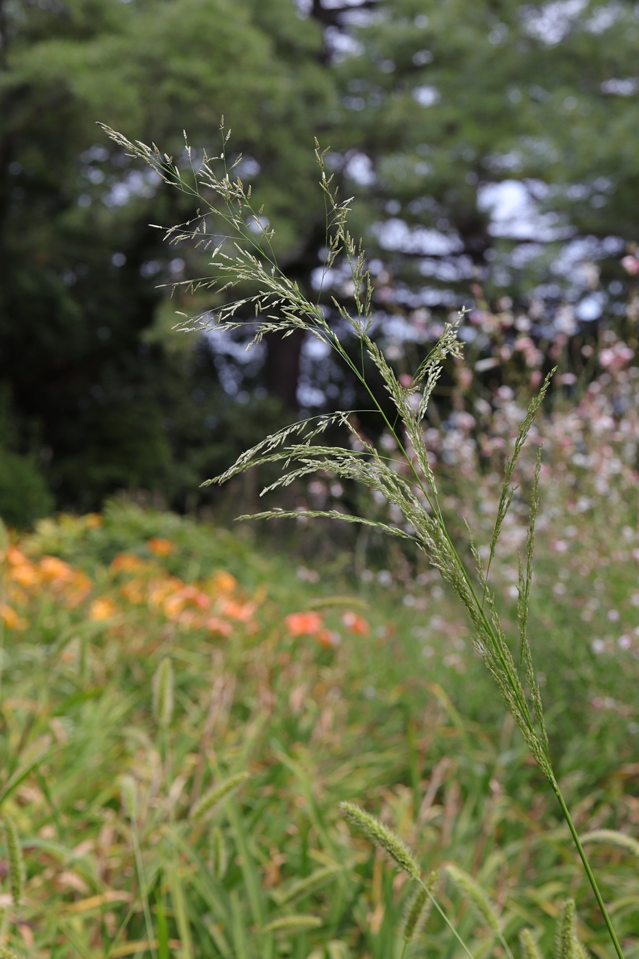 Изображение особи Eragrostis virescens.