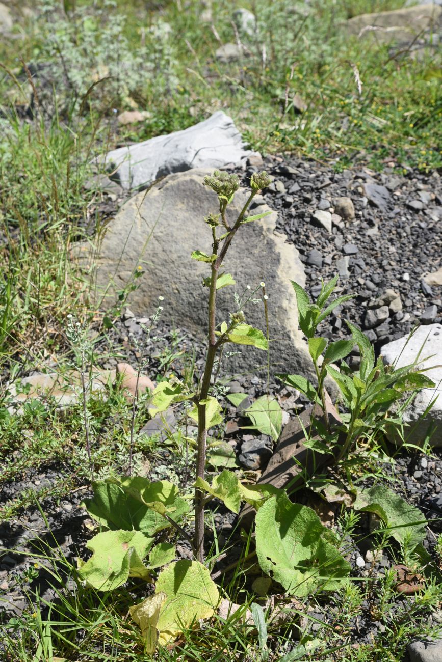 Изображение особи Arctium palladinii.