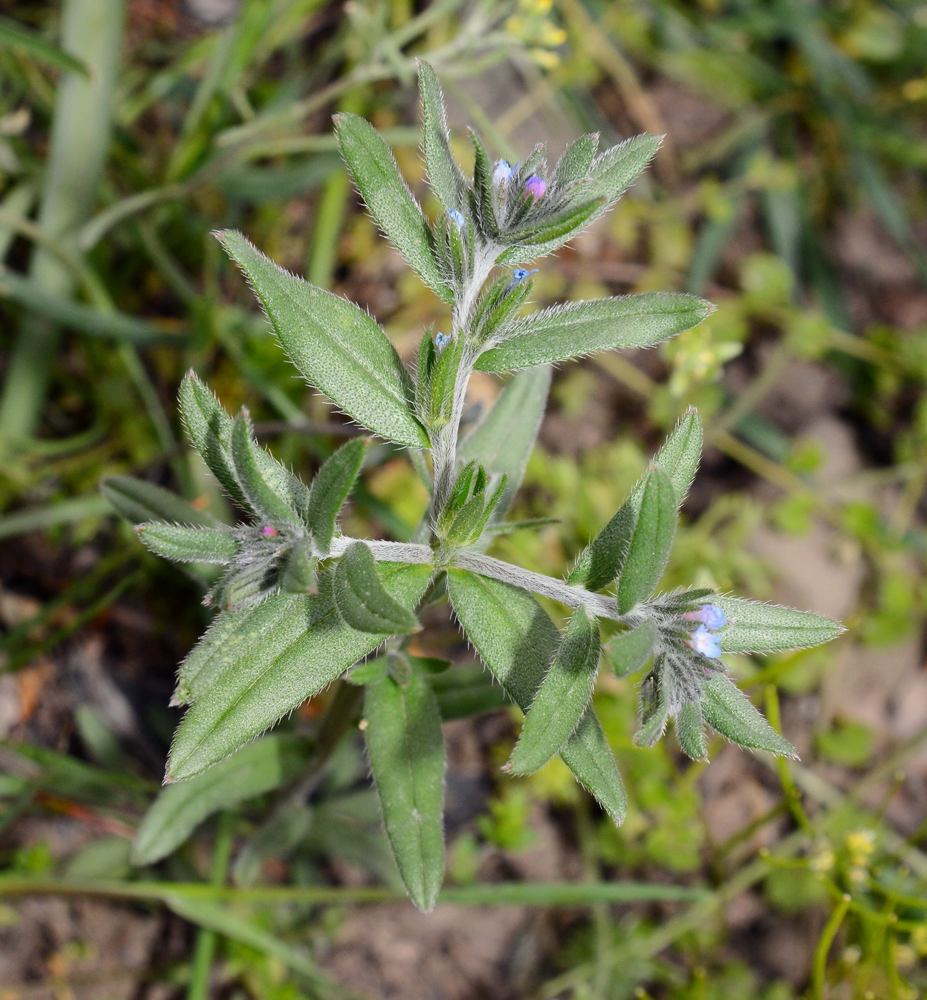 Image of Buglossoides arvensis specimen.