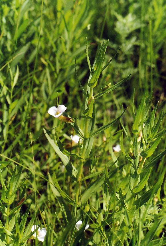 Image of Gratiola officinalis specimen.