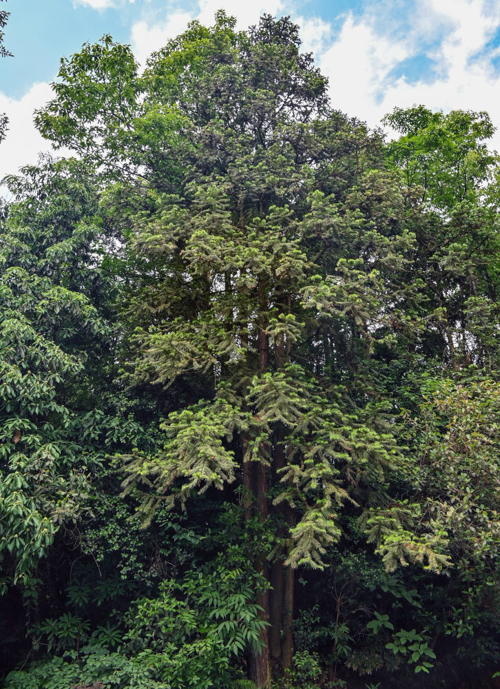 Image of Cunninghamia lanceolata specimen.