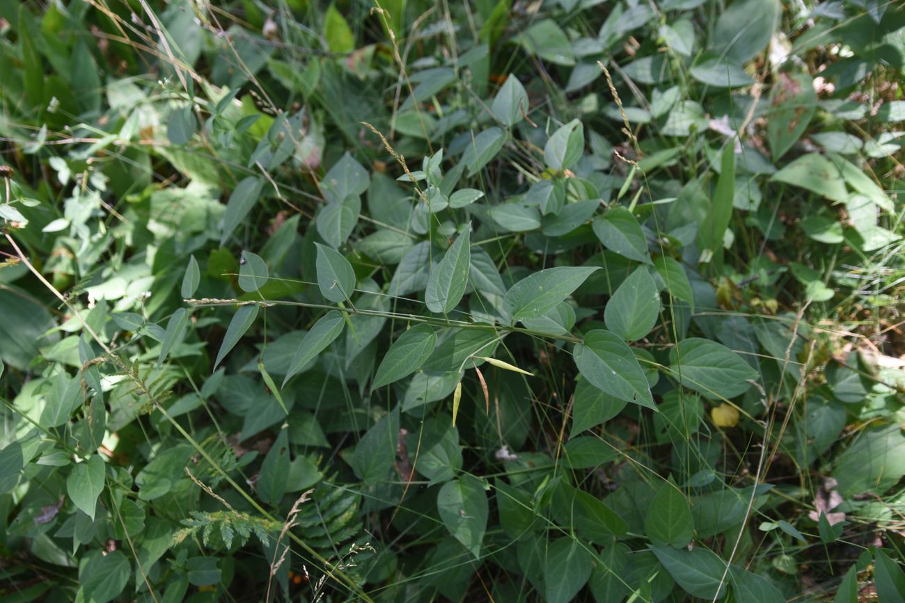 Image of Vincetoxicum hirundinaria specimen.