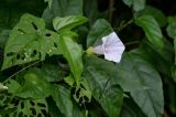 род Calystegia