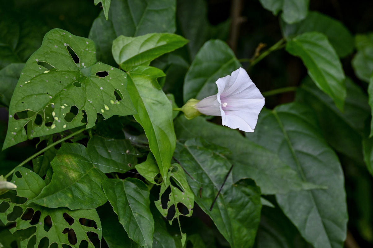 Image of genus Calystegia specimen.