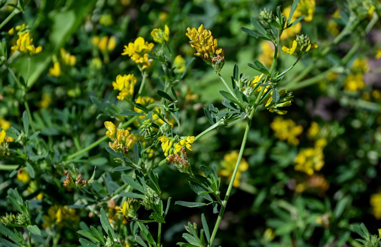 Изображение особи Medicago falcata.