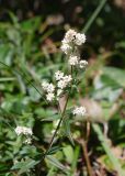 Galium boreale. Верхушка цветущего растения. Камчатский край, Елизовский р-н, подножие горы Вачкажицы, берег р. Тахколоч, луг. 04.08.2024.