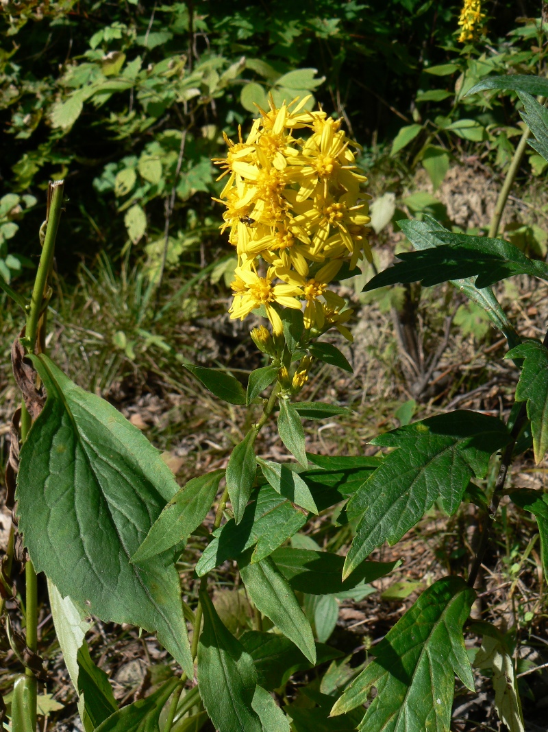 Изображение особи Solidago decurrens.