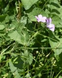 Linum hypericifolium