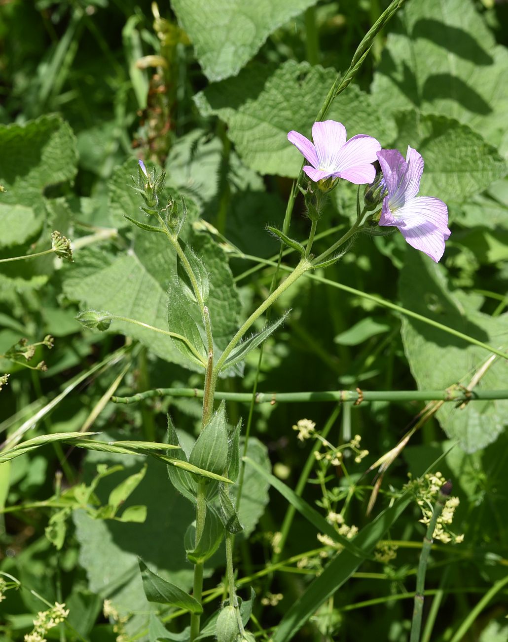 Изображение особи Linum hypericifolium.