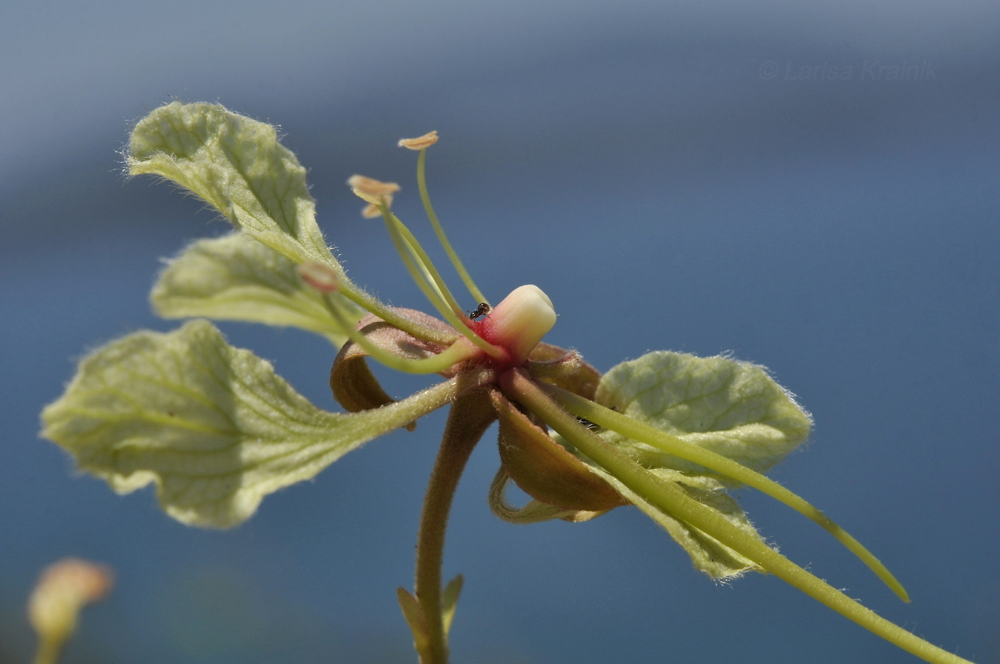 Изображение особи Phanera bracteata.