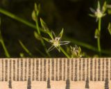 Juncus bufonius