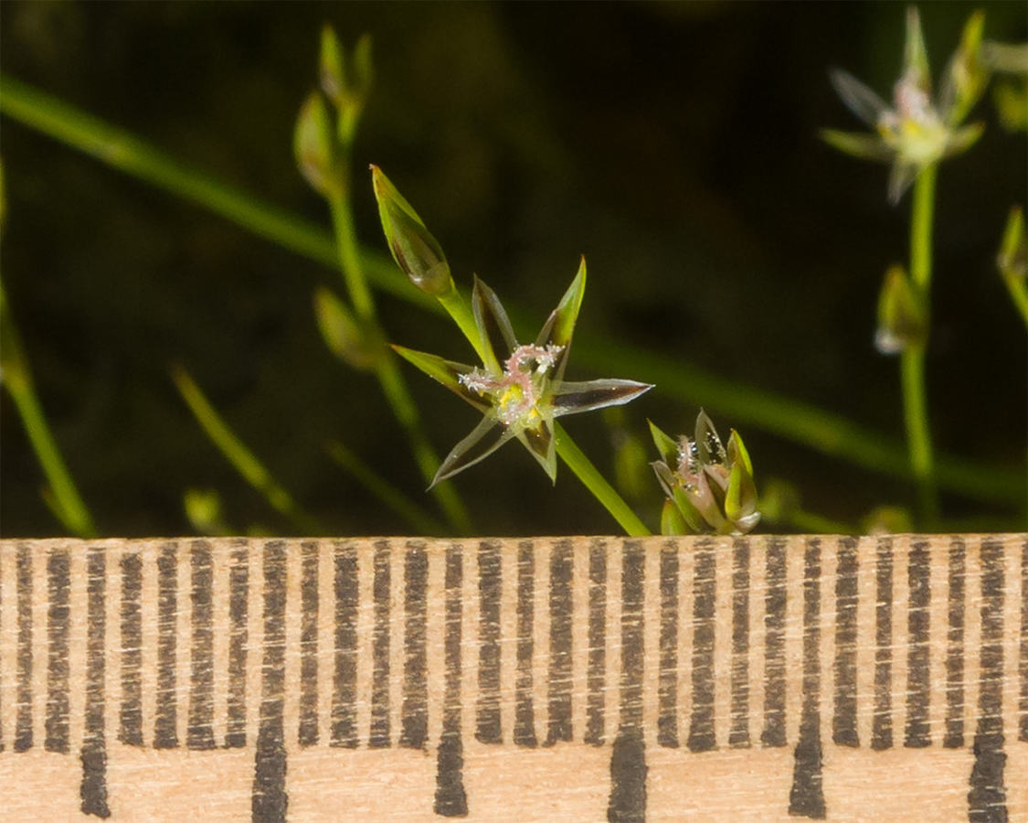 Image of Juncus bufonius specimen.