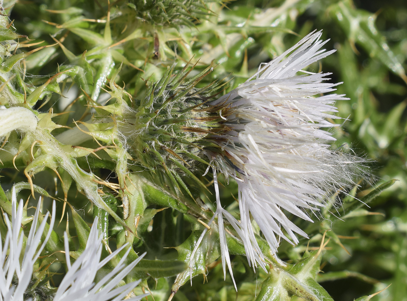 Изображение особи Galactites tomentosus.