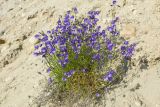 Campanula rotundifolia