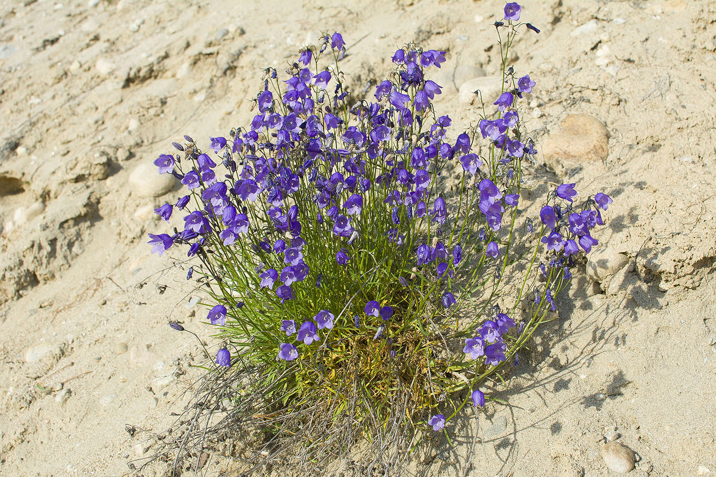 Image of Campanula rotundifolia specimen.